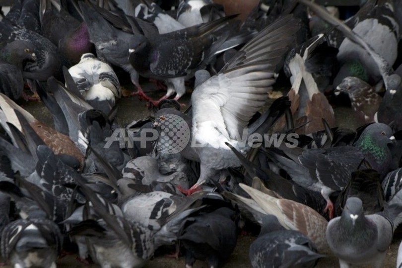 中国でまた鳥インフル死者、1か月に2人目 中国でまた鳥インフル死者、1か月に2人目