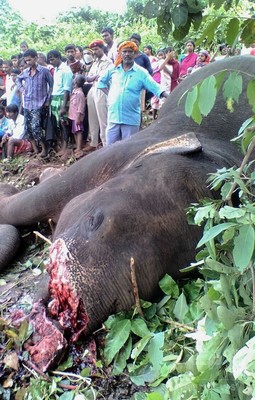 「連続殺人ゾウ」を射殺、インド 「連続殺人ゾウ」を射殺、インド