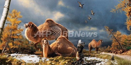北極圏で350万年前のラクダ化石発見、カナダ 北極圏で350万年前のラクダ化石発見、カナダ