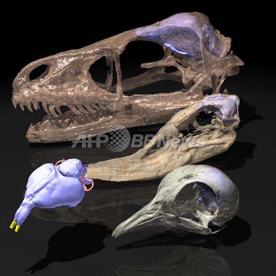鳥は恐竜の鋭い嗅覚を受け継いでいる、カナダ研究 鳥は恐竜の鋭い嗅覚を受け継いでいる、カナダ研究
