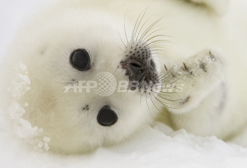 タテゴトアザラシの赤ちゃん、海氷減少で死滅の恐れ カナダ東部 タテゴトアザラシの赤ちゃん、海氷減少で死滅の恐れ カナダ東部