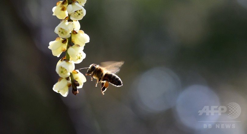 殺虫剤でハチが依存症に?農薬入りの餌好む傾向を確認、英研究 殺虫剤でハチが依存症に?農薬入りの餌好む傾向を確認、英研究