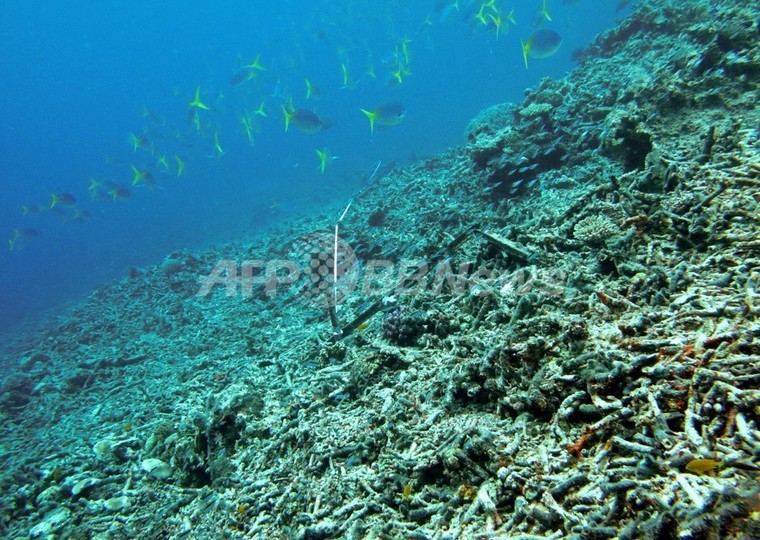 フィリピンの有名サンゴ礁でオニヒトデ発生 フィリピンの有名サンゴ礁でオニヒトデ発生