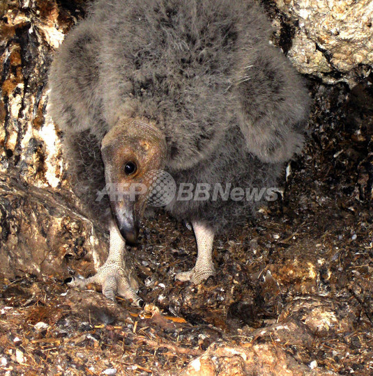 カリフォルニアコンドル、絶滅から救うワクチン接種 メキシコ カリフォルニアコンドル、絶滅から救うワクチン接種 メキシコ