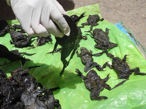 絶滅危惧種のカエル1万匹、ペルーの川で大量死 絶滅危惧種のカエル1万匹、ペルーの川で大量死