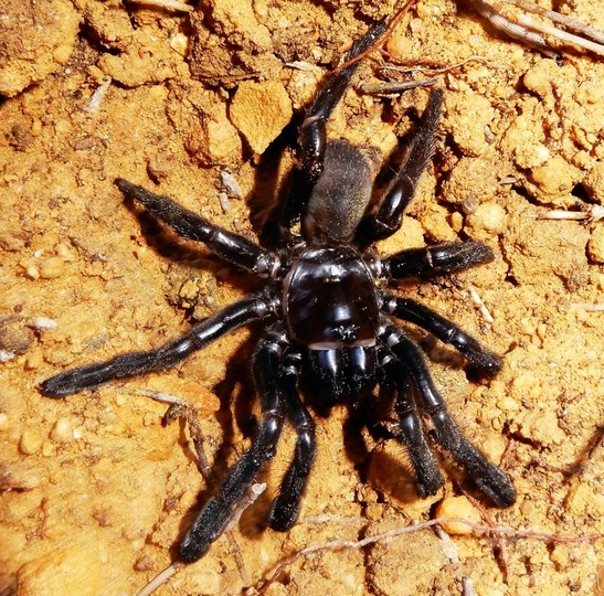 世界最高齢43歳のクモ死ぬ オーストラリア 世界最高齢43歳のクモ死ぬ オーストラリア