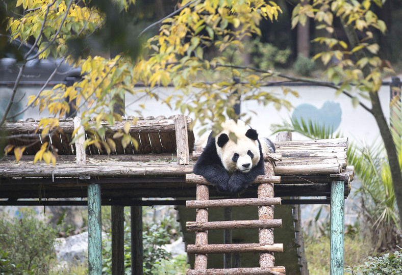 雲南野生動物園のパンダ、“食欲の冬“を満喫 雲南野生動物園のパンダ、“食欲の冬“を満喫