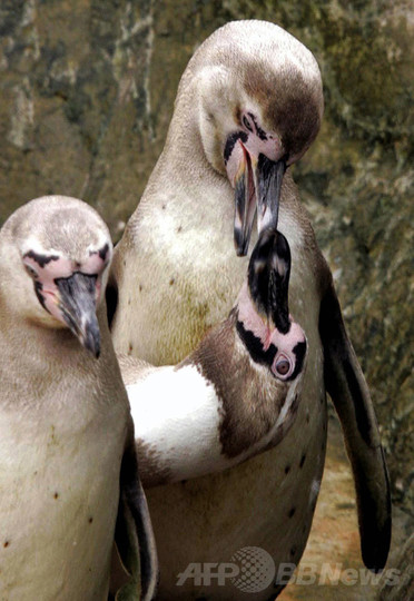 フンボルトペンギン5羽、保護施設で殺される ペルー フンボルトペンギン5羽、保護施設で殺される ペルー