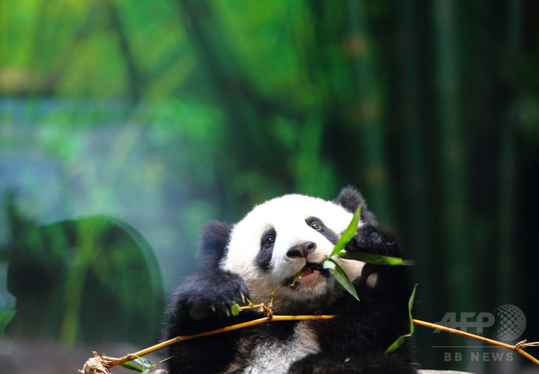 中国のパンダ、個体数回復も生息地は縮小 局所的絶滅の恐れも 研究 中国のパンダ、個体数回復も生息地は縮小 局所的絶滅の恐れも 研究