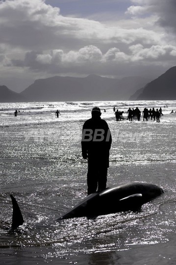 ゴンドウクジラの集団座礁で7頭死亡、南アフリカ ゴンドウクジラの集団座礁で7頭死亡、南アフリカ