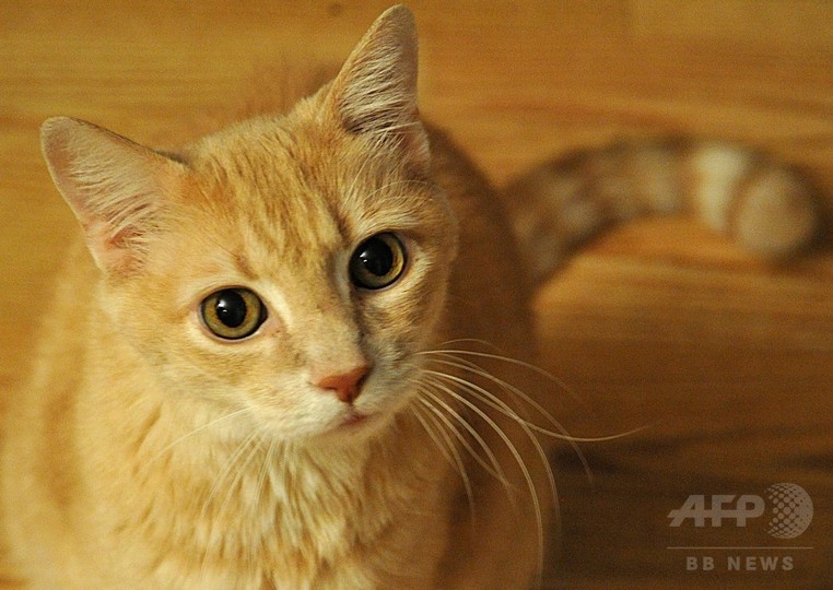 猫の家畜化、肉好きな習性が影響か 猫の家畜化、肉好きな習性が影響か