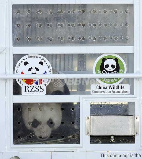 エディンバラ動物園のパンダに人工授精 エディンバラ動物園のパンダに人工授精