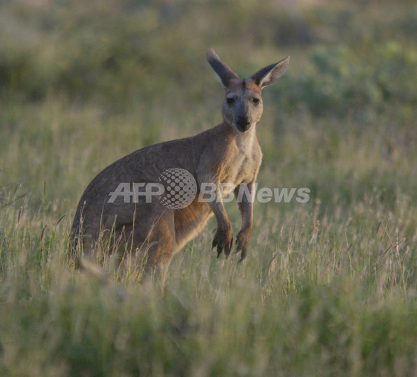 カンガルーに踏みつけられて起床、「ニンジャかと思った」 カンガルーに踏みつけられて起床、「ニンジャかと思った」