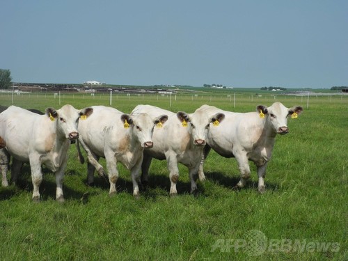 年間100頭の食用クローン牛を生産する米企業