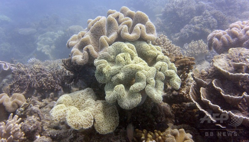 海洋生物の保護、大気汚染削減が必須 国際研究 海洋生物の保護、大気汚染削減が必須 国際研究