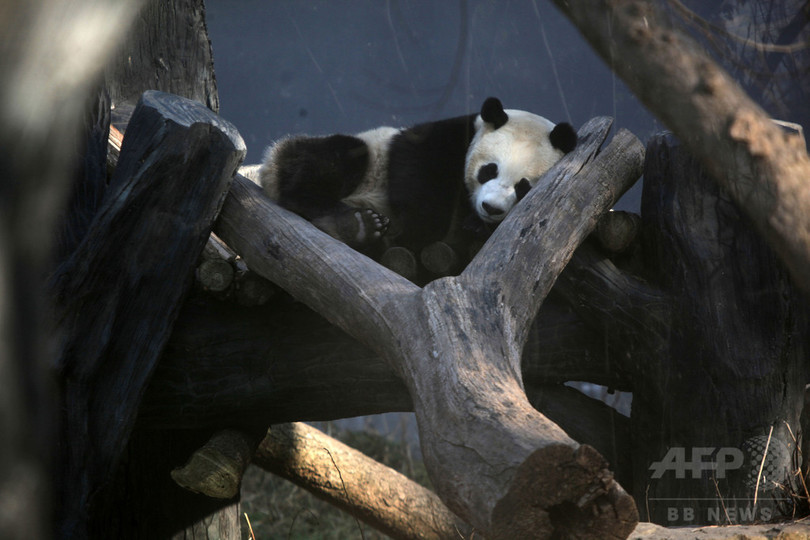 パンダはカウチポテト族?省エネレベルはナマケモノ並み 中国研究 パンダはカウチポテト族?省エネレベルはナマケモノ並み 中国研究