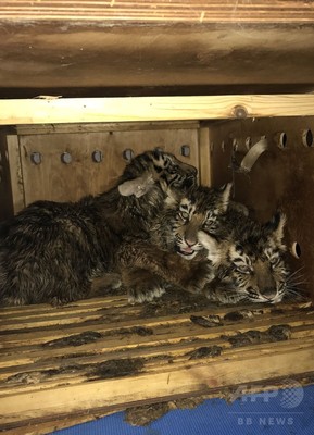 木箱に閉じ込められたシベリアトラの子ども3頭、レバノンで保護 木箱に閉じ込められたシベリアトラの子ども3頭、レバノンで保護