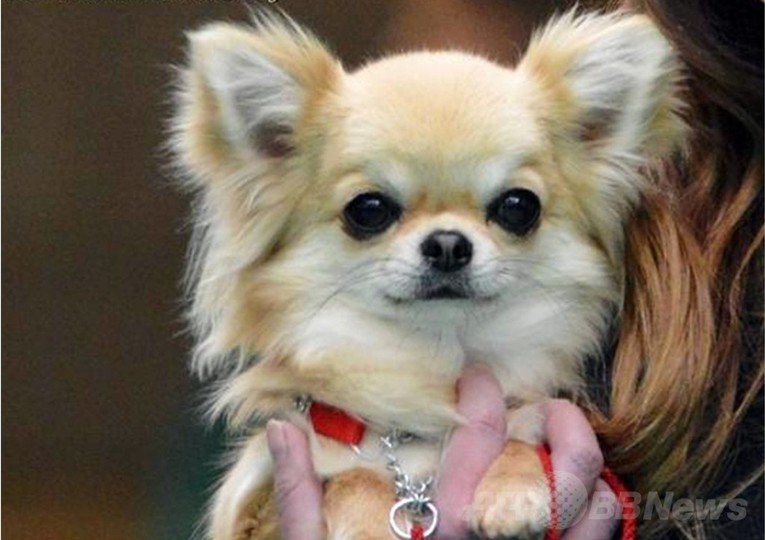 ドッグショー受賞犬、強盗に連れ去られる 英国 ドッグショー受賞犬、強盗に連れ去られる 英国