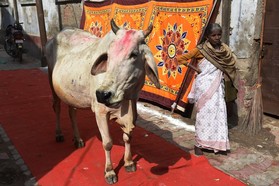 牛肉所持で禁錮刑に、インドの州で新法施行 牛肉所持で禁錮刑に、インドの州で新法施行