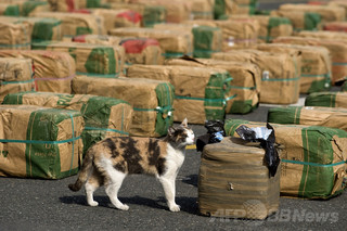 ニュージーランドのお手柄猫、大麻入り袋を飼い主へ ニュージーランドのお手柄猫、大麻入り袋を飼い主へ