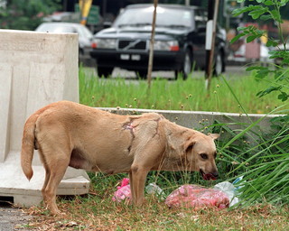 マレーシア、狂犬病で子ども2人死亡 約20年ぶり マレーシア、狂犬病で子ども2人死亡 約20年ぶり