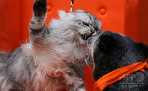 「シャー! おまえ近過ぎ」 独ペットショーで迫力の猫パンチ 「シャー! おまえ近過ぎ」 独ペットショーで迫力の猫パンチ