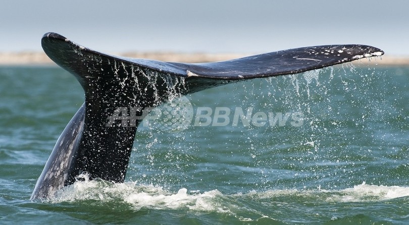 北太平洋のセミクジラ絶滅寸前、メス8頭のみ 米調査 北太平洋のセミクジラ絶滅寸前、メス8頭のみ 米調査
