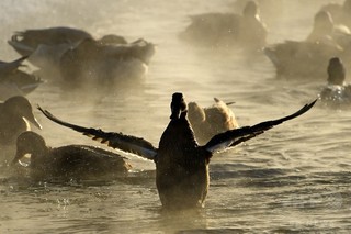 ロシアの動物園、鳥インフルで園内すべての鳥を安楽死処分 ロシアの動物園、鳥インフルで園内すべての鳥を安楽死処分