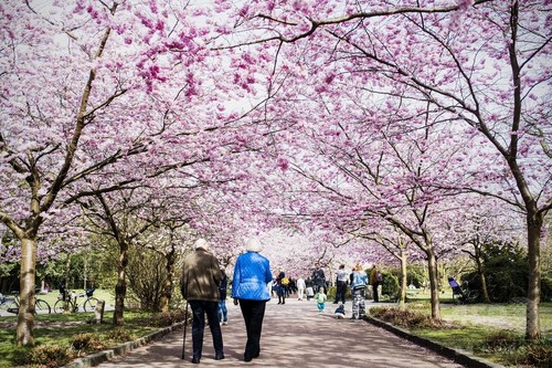 【デンマーク】北欧にも春、デンマークで桜が満開