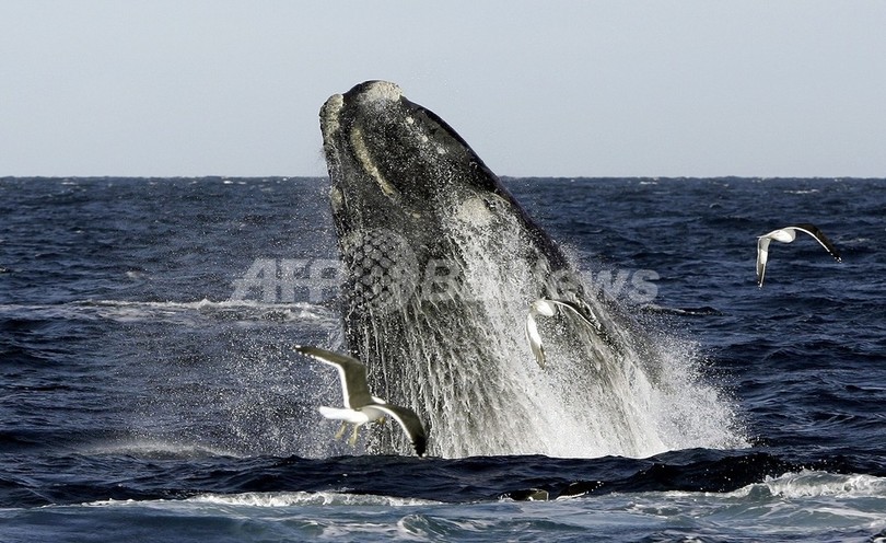 「クジラに乗った少年」に警告、オーストラリア 「クジラに乗った少年」に警告、オーストラリア
