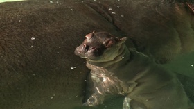 動画：ママから片時も離れません、ＬＡ動物園の赤ちゃんカバ