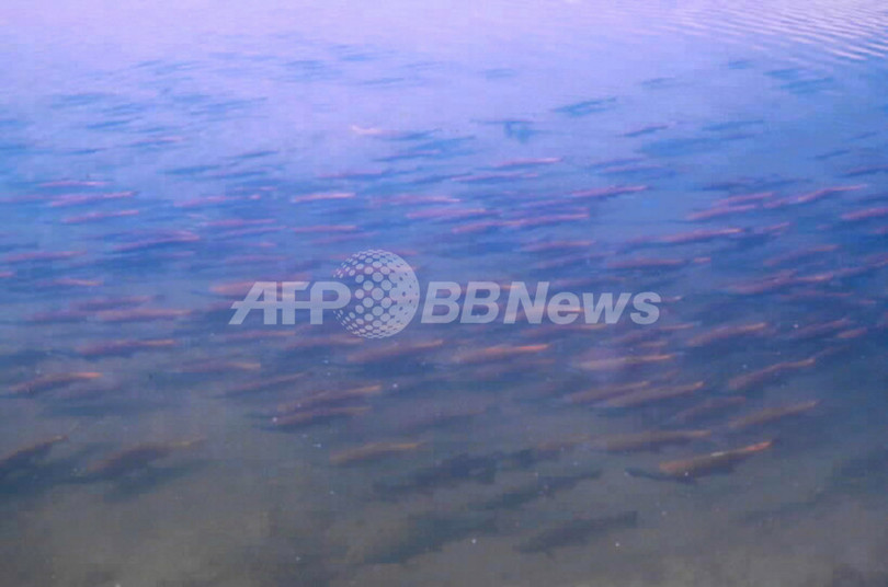 カナダのベニザケ数百万匹が行方不明に、温暖化の影響か カナダのベニザケ数百万匹が行方不明に、温暖化の影響か