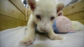 動画：セルビアで人工飼育中、ホワイトライオンの赤ちゃん