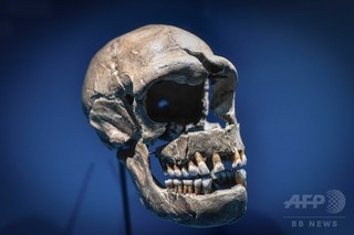 ネアンデルタール人の「脳」、仮想立体モデルで復元 研究 ネアンデルタール人の「脳」、仮想立体モデルで復元 研究