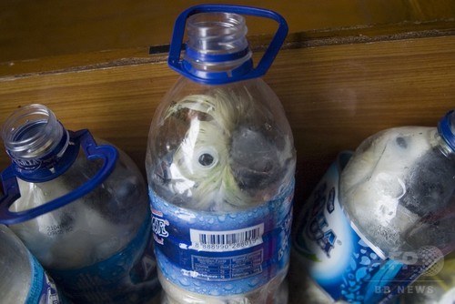 絶滅危惧の鳥をボトル詰めで密輸、男を逮捕 インドネシア 絶滅危惧の鳥をボトル詰めで密輸、男を逮捕 インドネシア