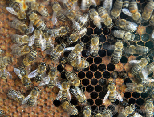 クモの猛毒、ハチの救世主となるか 研究 クモの猛毒、ハチの救世主となるか 研究