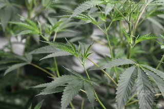 大麻模様の野球帽を押収、薬物宣伝行為に相当か タジキスタン警察 大麻模様の野球帽を押収、薬物宣伝行為に相当か タジキスタン警察