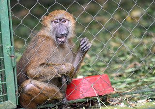 夫婦が娘のために動物園からヒヒ誘拐 マケドニア 夫婦が娘のために動物園からヒヒ誘拐 マケドニア