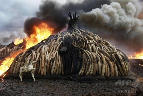 世界自然遺産の半数で違法行為、絶滅危惧種密猟も WWF 世界自然遺産の半数で違法行為、絶滅危惧種密猟も WWF