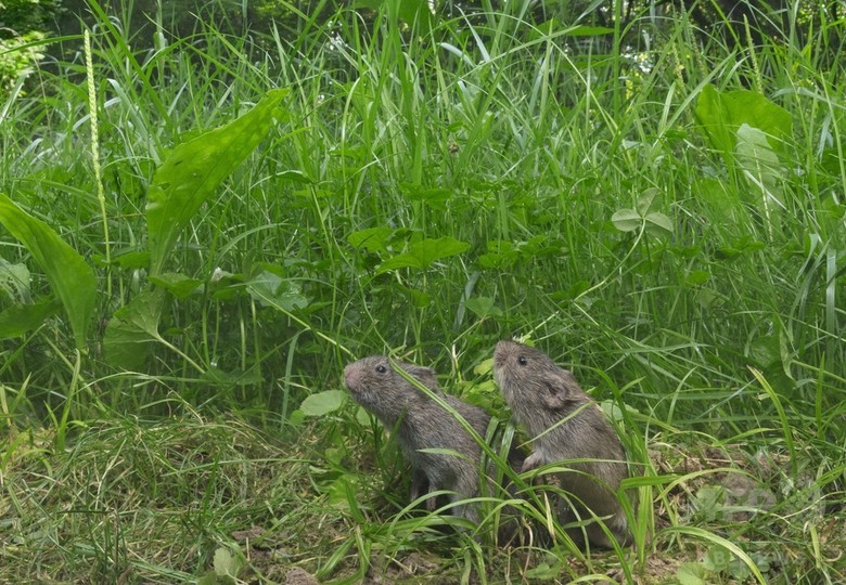 ネズミも仲間の苦しみに同情?げっ歯類で初の共感行動を確認 ネズミも仲間の苦しみに同情?げっ歯類で初の共感行動を確認