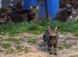 米NY州に劣悪「猫屋敷」、150匹を発見・保護へ 米NY州に劣悪「猫屋敷」、150匹を発見・保護へ