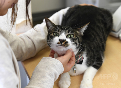 動画:オフィスに「猫同伴通勤」、ニャンとも癒やされるIT会社 東京 動画:オフィスに「猫同伴通勤」、ニャンとも癒やされるIT会社 東京