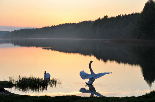 優雅な湖面の白鳥、ベラルーシ