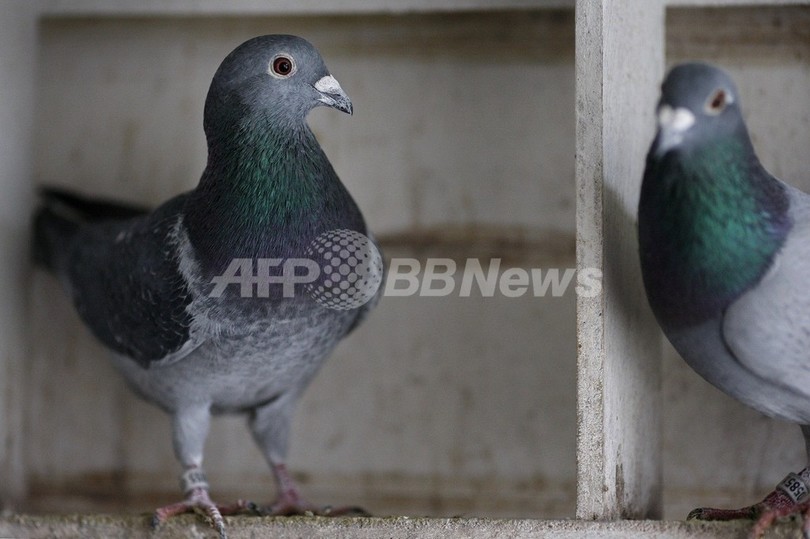 中国マフィアに狙われるベルギーのレースバト、飼育家らは不安の日々 中国マフィアに狙われるベルギーのレースバト、飼育家らは不安の日々