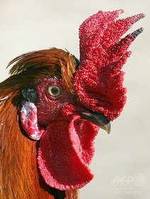おんどりの朝の鳴き声、序列の高い順から 研究 おんどりの朝の鳴き声、序列の高い順から 研究