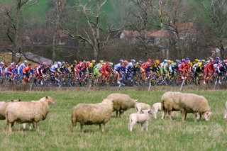 「羊のふん」で選手ら次々倒れる、ノルウェー自転車レース 「羊のふん」で選手ら次々倒れる、ノルウェー自転車レース