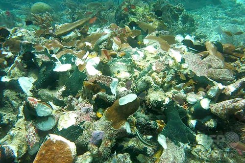 英クルーズ船の衝突でサンゴ礁に大きな被害 インドネシア 英クルーズ船の衝突でサンゴ礁に大きな被害 インドネシア