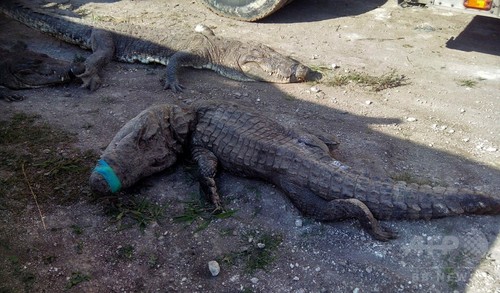 保護施設にトラック輸送中のワニ124匹死ぬ、窒息か メキシコ 保護施設にトラック輸送中のワニ124匹死ぬ、窒息か メキシコ
