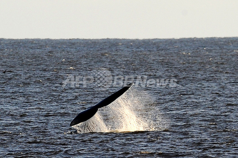 温室効果ガスで海中の騒音増加、鯨類に影響大 温室効果ガスで海中の騒音増加、鯨類に影響大
