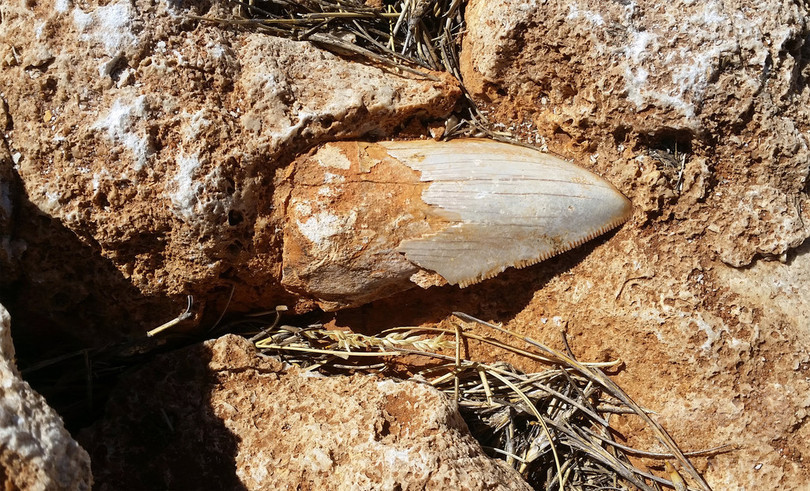 巨大サメ「メガロドン」の歯の化石、豪世界遺産で行方不明に 巨大サメ「メガロドン」の歯の化石、豪世界遺産で行方不明に